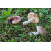 Мицелий Сыроежки невзрачной (Russula nauseosa)